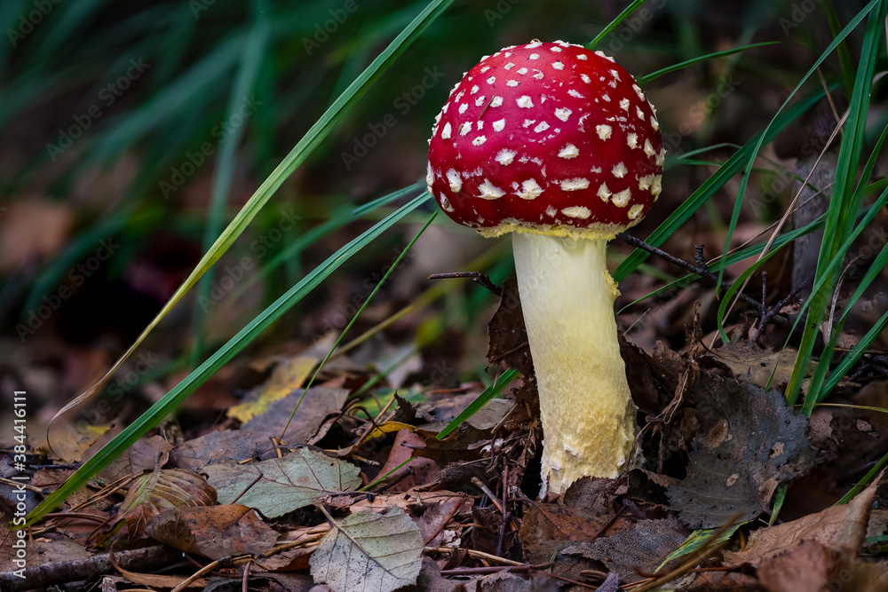 Amanita muscaria toadstool fungus mushroom in colourful autumn forest Amanita muscaria toadstool fungus mushroom in colourful autumn forest