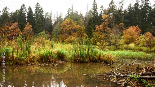 sedge bushes in the water of a quiet lake surrounded by a magical colorful autumn forest