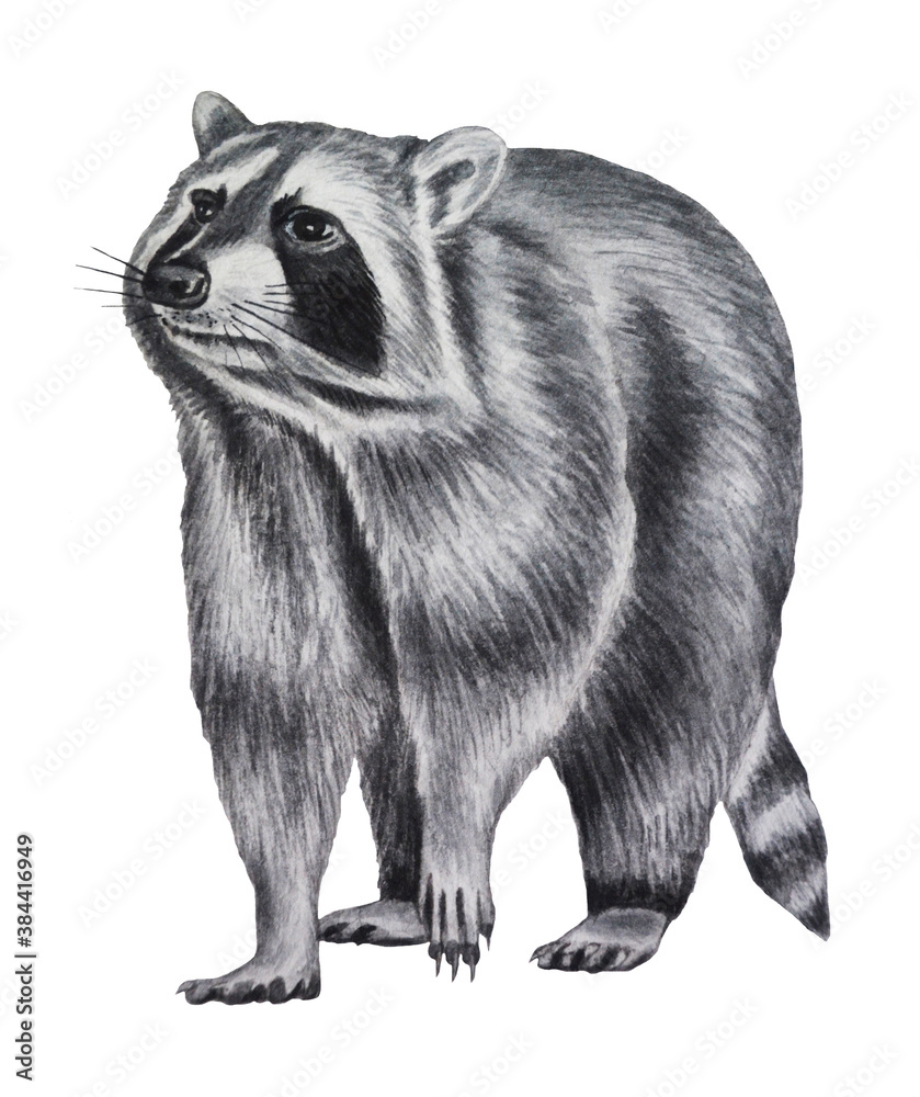 Obraz premium Raccoon isolated on white background. Hand drawing. Watercolor illustration. Clipart. Template. 