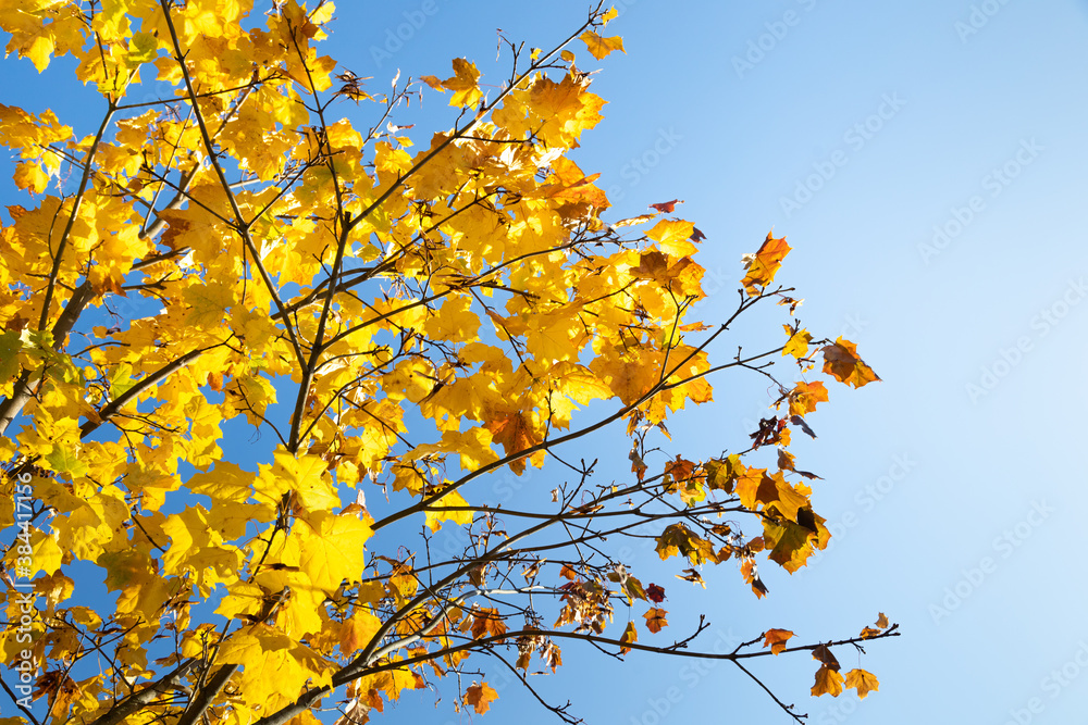 yellow maple leaves on a background of blue sky and sun. it's autumn yellow maple leaves on a background of blue sky and sun. it's autumn