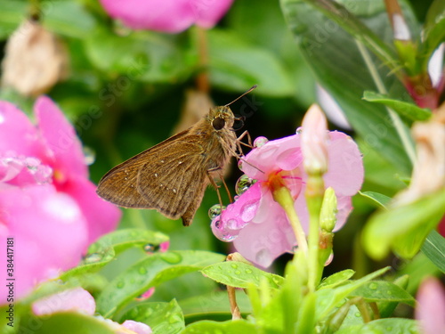 Dark small-branded swift (Pelopidas mathias) - brown skipper butterfly on pink flowers after the rain, Shanghai, China photo