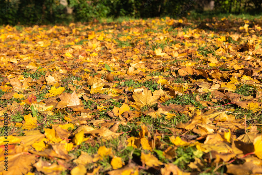 Yellow leaves on ground background. Golden autumn concept. Sunny day, warm weather.
