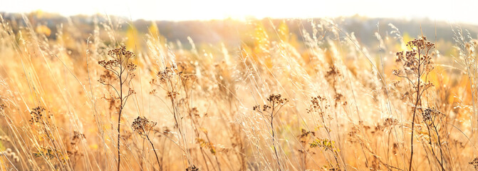 Fototapete Honigfarbe Herbstnaturhintergrund mit trockenem Gras. Goldenes Herbstfeld. wildes flauschiges Gras im Sonnenlicht. Schöne ruhige Landschaftsszene. Banner  © Ju_see