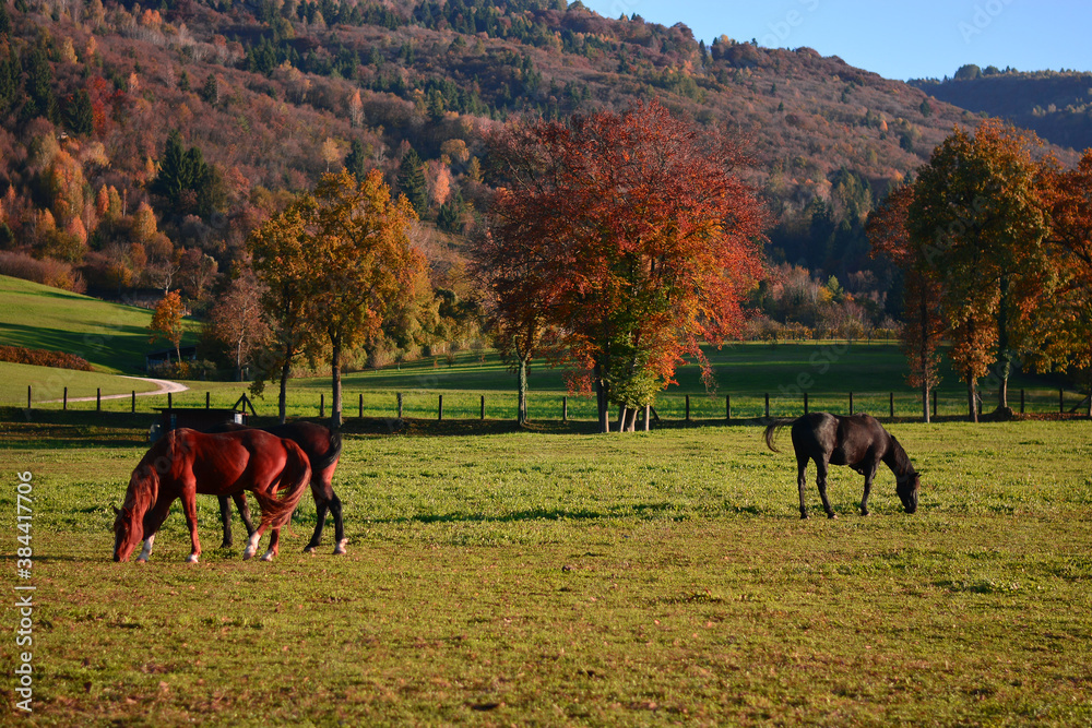 horses in the autumn