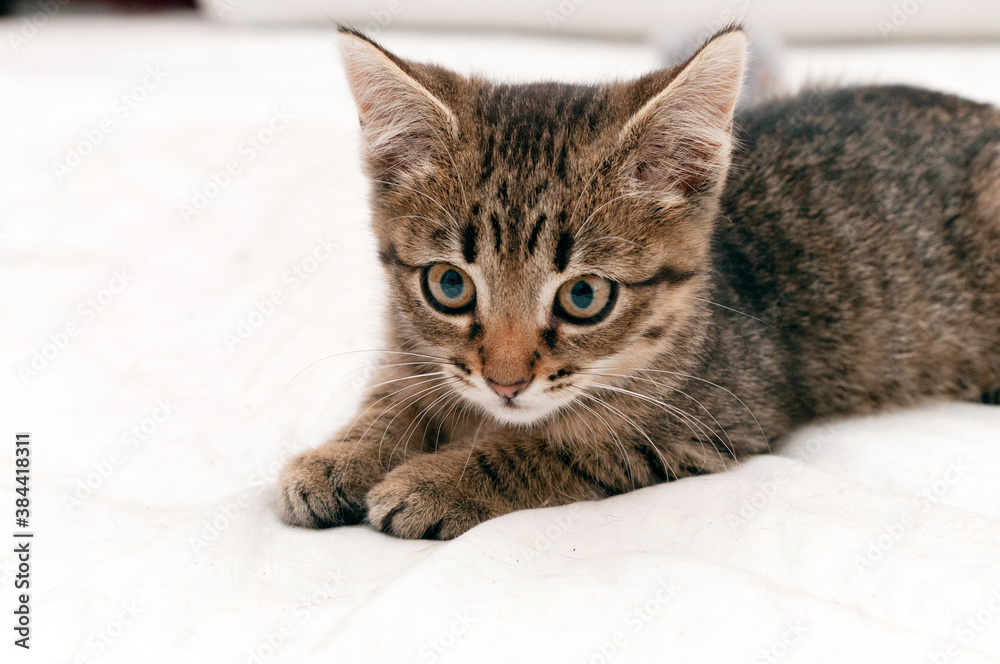 selective focus of cute tabby brown kitten looking away on white background  with copy space