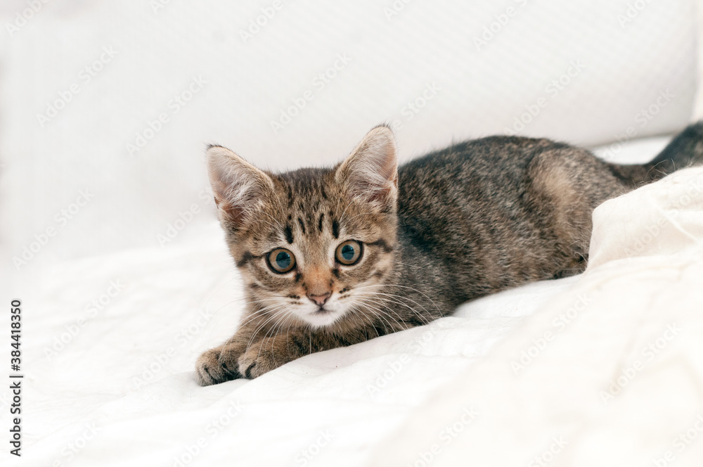 selective focus of cute tabby brown kitten looking at camera on white blanket at home