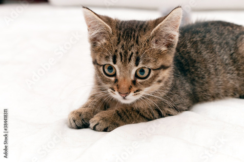 selective focus of cute tabby brown kitten looking away on white background with copy space