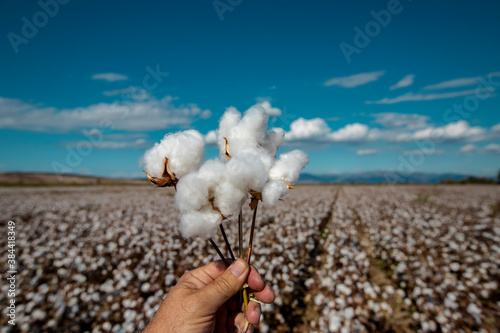 Cloudy blue sky, hand-held white cottons and cotton field photo