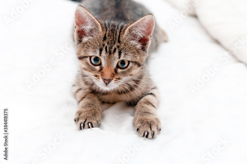 selective focus of cute tabby brown kitten looking at camera on white background with copy space