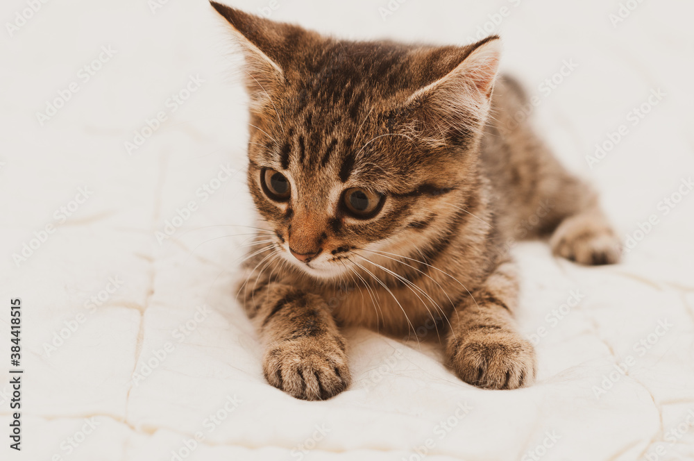 soft focus of adorable tabby brown kitten on white blanket on bed lying and looking away
