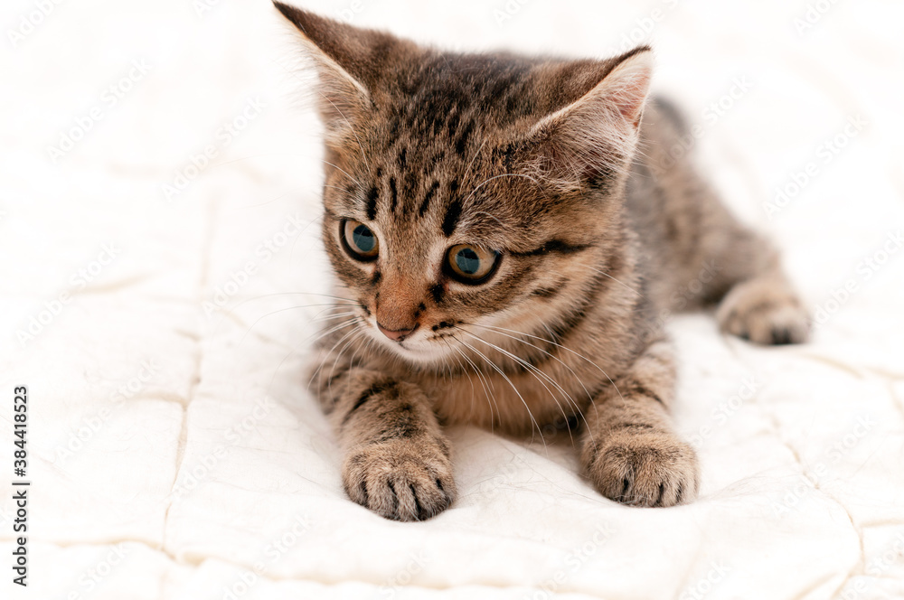 soft focus of cute tabby brown stripped kitten on white blanket on bed lying and looking away
