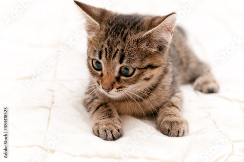soft focus of cute tabby brown stripped kitten on white blanket on bed lying and looking away