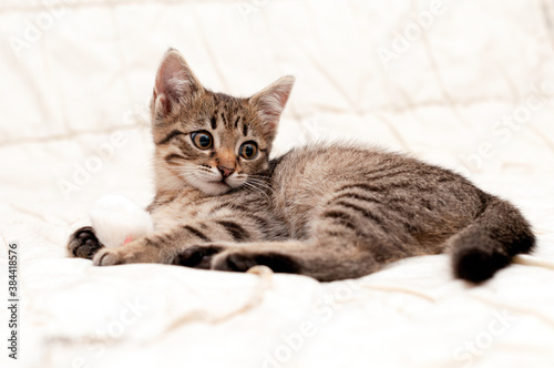 soft focus of cute tabby brown stripped kitten on white blanket on bed at home