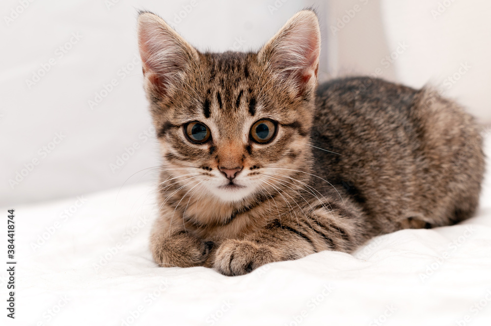 soft focus of cute tabby brown cat in white blanket on bed lying and looking at camera