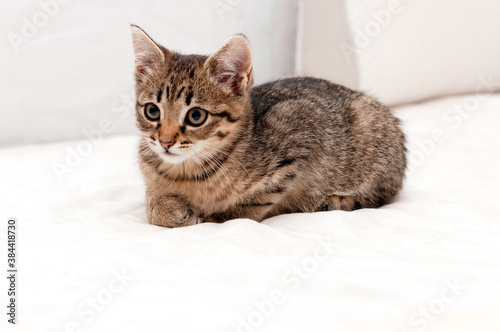 adorable tabby brown kitten lying and looking away on white blanket with copy space