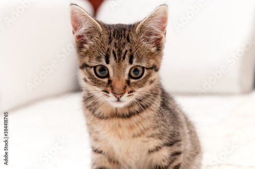 selective focus of cute tabby brown cat on white blanket on bed looking at camera