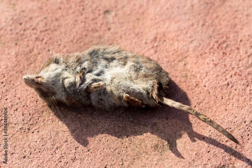 Dead Common Vole on the ground, close up image Dead Common Vole on the ground, close up image