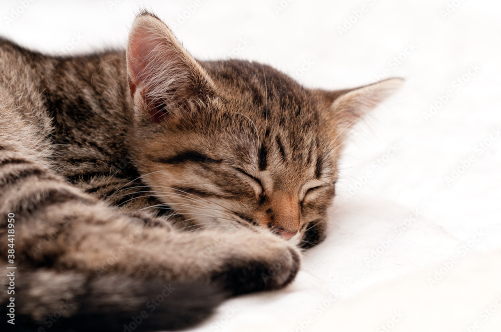 soft focus of cute brown tabby stripped kitty sleeping on white blanket on bed