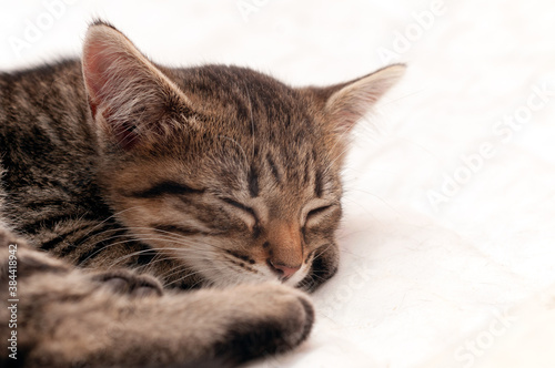 soft focus of cute brown tabby stripped kitty sleeping on white background with copy space © Viktoriia