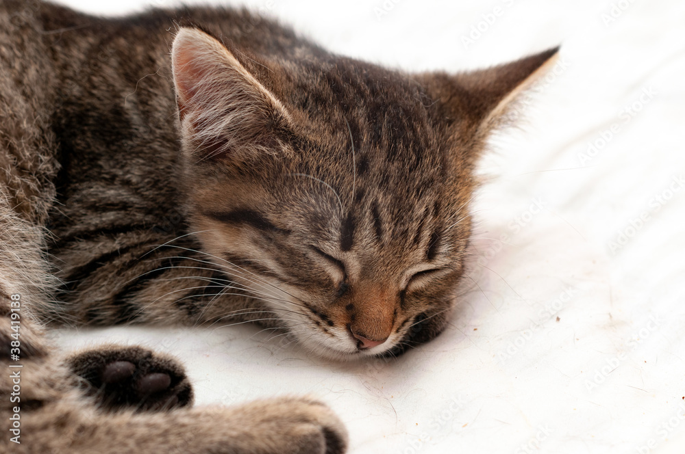 selective focus of cute brown tabby stripped cat with closed eyes nepping on white blanket on bed
