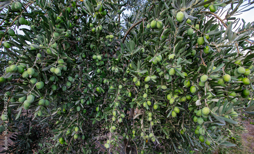 Olive tree and natural olives Olive tree and natural olives