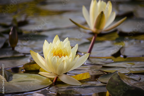Beautiful flowers of yellow water lily in the afternoon