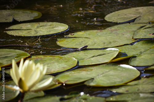 Fototapeta Naklejka Na Ścianę i Meble -  Adder swims in the water among the leaves of a water yellow lily