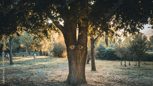 autumn in the park