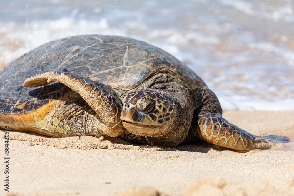 Obraz premium Kratzen