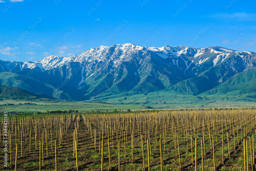 Fototapeta premium Plantation near the mountains. South Kazakhstan