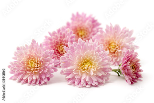 Chrysanthemenblüten