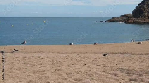 Wallpaper Mural Gaviotas en la playa de Blanes - Costa Brava Torontodigital.ca
