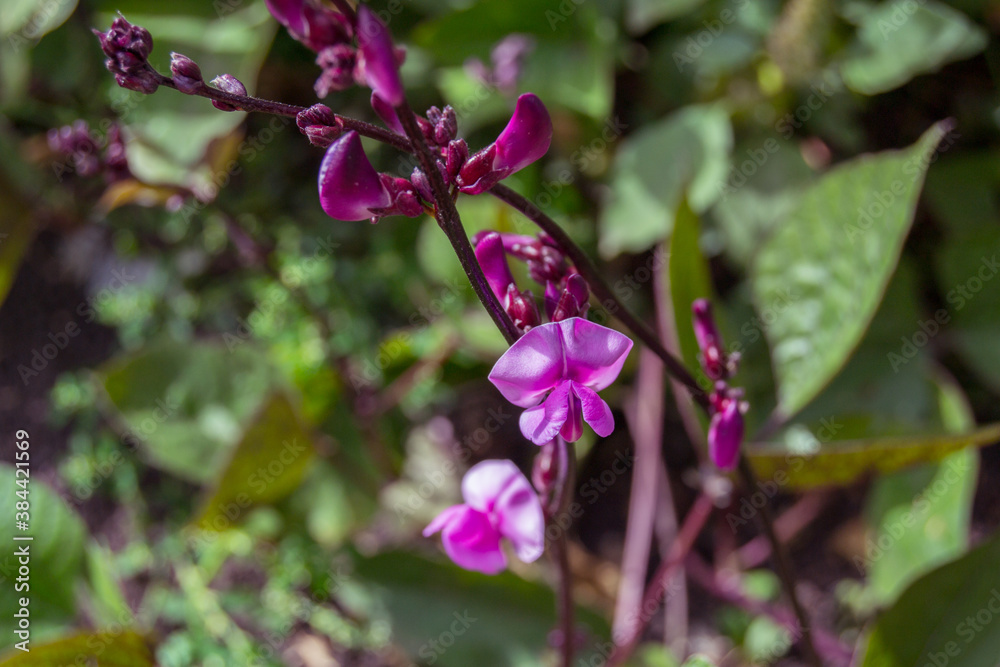 lilac flower on a long stem