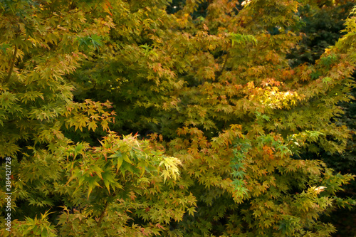 Trees in an autumn day