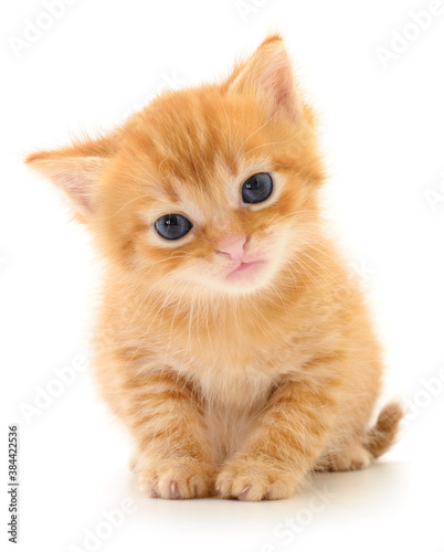 Kitten on white background.