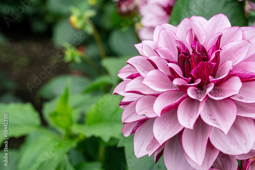 Closeup of pink dahlia flower in garden