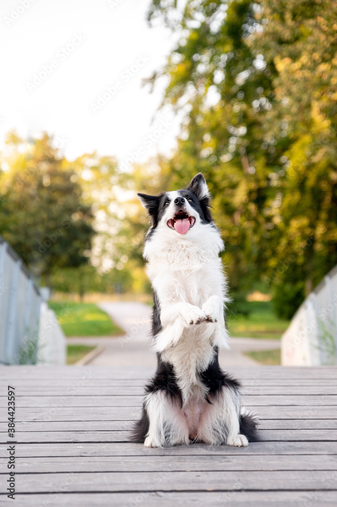 Cute adorable intelligent dog breed border collie in autumn park. Beautiful bokeh in background, colorful.