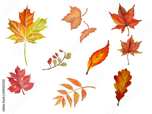 Set of Autumn and fall collection, maple and wild leaves in Autumn color. Digital hand draw and paint, white background.