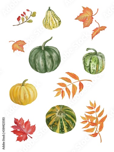 Set of Autumn and fall collection, maple and wild leaves and many types of pumpkin in Autumn color. Digital hand draw and paint, white background.