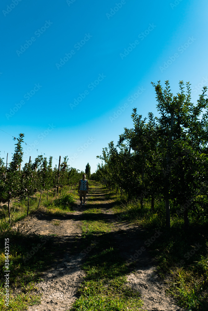 Fototapeta premium cosecha de manzana en la patagonia