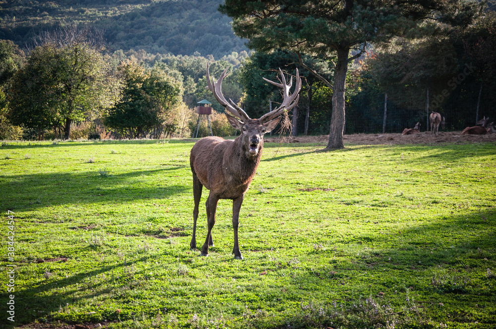 Naklejka premium Buck in focus with big antlers
