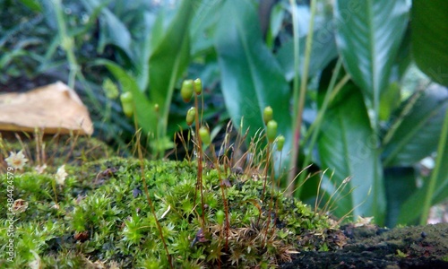 grass in the garden