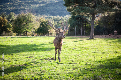 Buck in focus with big antlers