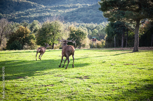 Buck in focus with big antlers