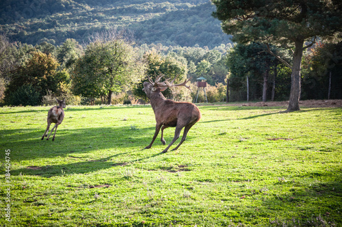Buck in focus with big antlers
