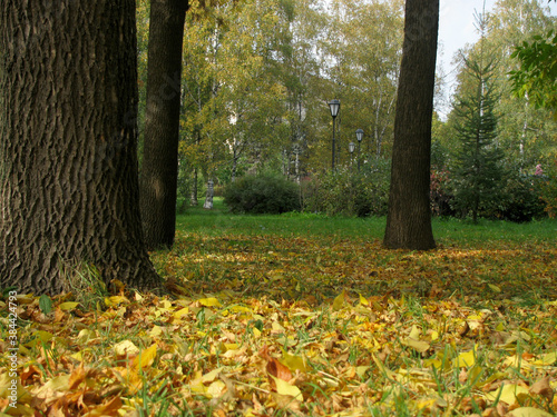 Fallen yellow leaves near tree trunks in the Park on an autumn day.