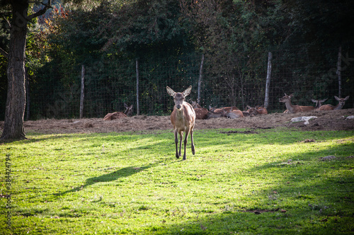 Deers playing around in a park