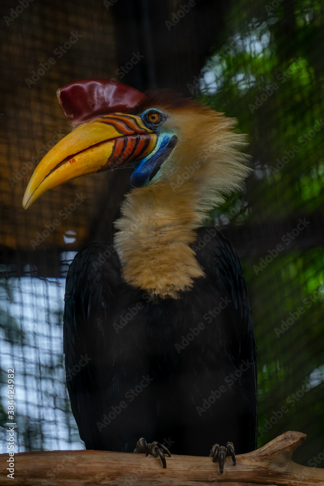 the sulawesi wrinkled hornbill (Knobbed hornbill) is a species of hornbill in the Bucerotidae family. This endemic bird in Sulawesi has large yellow and red beaks. scientifically named Aceros cassidix