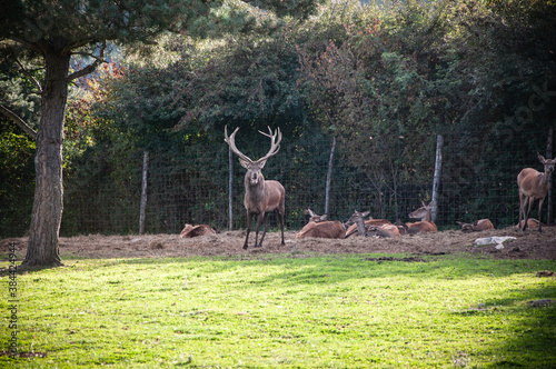 Buck in focus with big antlers