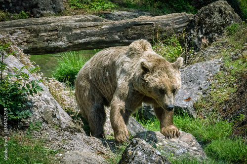 Bear, Animal Park Goldau, Schwyz, Switzerland